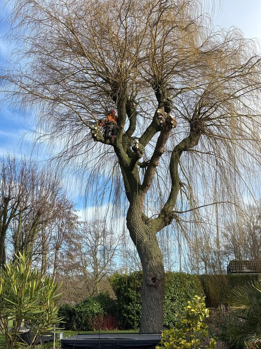 Boomverzorger hoog in de kroon van een grote knotwilg tijdens het snoeien, aangelijnd aan het klimtouw.