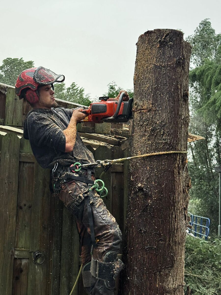Boomverzorger van Boom Hoveniers, aangelijnd in de gordel, zaagt met een kettingzaag een dikke stam in stukken.